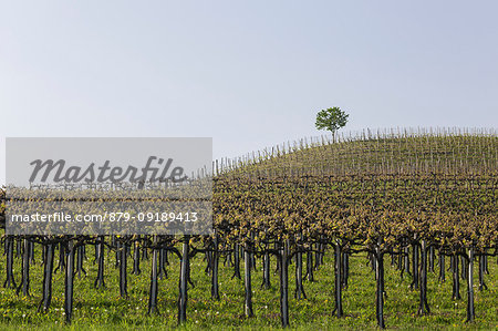 Langhe, Cuneo district, Piedmont, Italy. Langhe wine region spring
