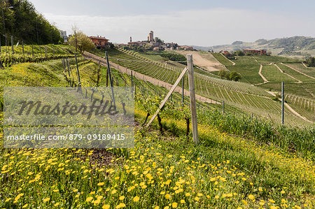 Langhe, Cuneo district, Piedmont, Italy. Langhe wine region spring,view on Serralunga d'Alba castle