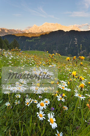 Longiarù, San Martino in Badia, Badia Valley, Dolomites, Bolzano province, South Tyrol, Italy. Meadows of Longiarù woth Sasso della Croce in the background.