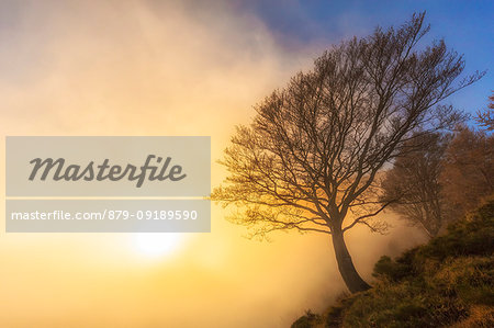 The sun illuminates a tree hidden by fog. Bocchetta di Prada, Grigna Settentrionale(Grignone), Northern Grigna Regional Park, Lombardy, Italy, Europe.