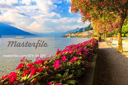 Flowering on the lake side of Bellagio, Province of Como, Como Lake, Lombardy, Italy, Europe.