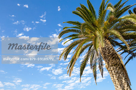 Palm tree in Swakopmund,Walvis Bay,Erongo region,Namibia,Africa