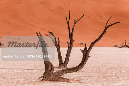 Deadvlei acacia trees at dusk,Namib Naukluft national park,Namibia,Africa Deadvlei acacia trees at dusk,Namib Naukluft national park,Namibia,Africa