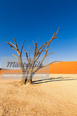 Dead acacia trees and sand dunes,Deadvlei clay pan,Namib Naukluft national park,Namibia,Africa Dead acacia trees and sand dunes,Deadvlei clay pan,Namib Naukluft national park,Namibia,Africa