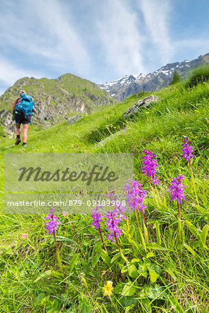 Orchids on the path, with an hiker, Campiglia valley, Valle Soana, Gran Paradiso National Park, Piedmont, Province of Turin, Italian alps, Italy