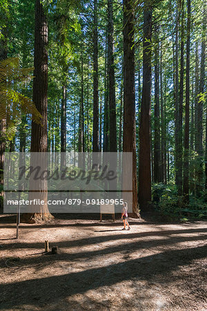 Woman at The Redwoods, Whakarewarewa Forest. Rotorua, Bay of plenty region, North Island, New Zealand.