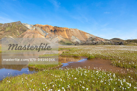 Cotton grass blooming in Landmannalaugar (Fjallabak Nature Reserve, Highlands, Southern Region, Iceland, Europe)