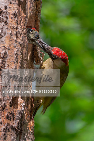 European green woodpecker feeds its young, Trentino Alto-Adige, Italy