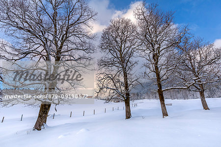 Bavarian countryside in winter, house among the trees, Ramsau, Berchtesgadener Land district, Upper Bavaria, Bavaria, Germany