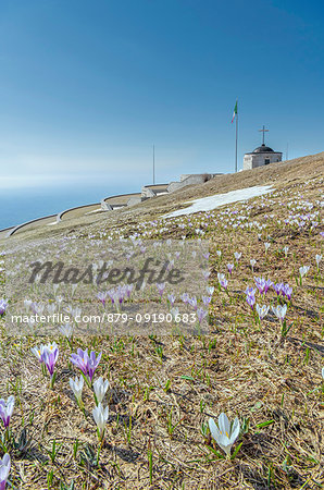 Monte Grappa, province of Vicenza, Veneto, Italy, Europe. Crocus blossom at the summit of Monte Grappa, where there is a military monument.