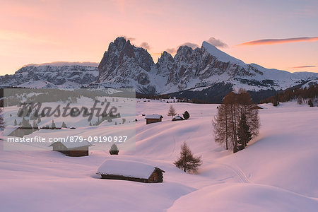 Alpe di Siusi/Seiser Alm, Dolomites, South Tyrol, Italy. Sunrise on the Alpe di Siusi / Seiser Alm with the peaks of Sassolungo / Langkofel and Sassopiatto / Plattkofel.