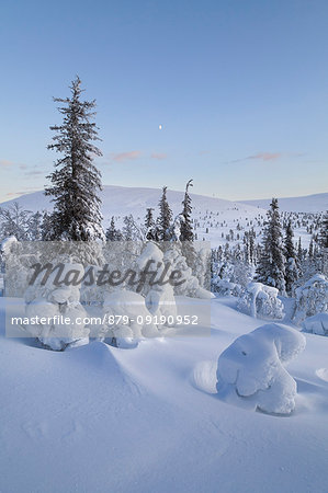 Trees at Pallas - Yllästunturi national park, Muonio, Lapland, Finland, Europe