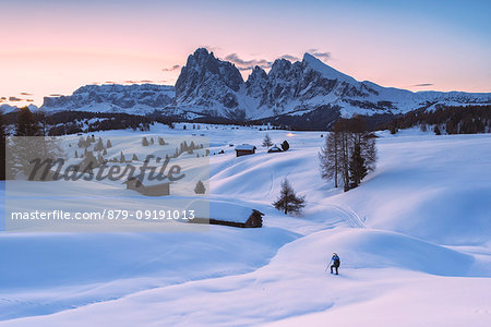 Alpe di Siusi/Seiser Alm, Dolomites, South Tyrol, Italy. Sunrise on the Alpe di Siusi / Seiser Alm with the peaks of Sassolungo / Langkofel and Sassopiatto / Plattkofel.