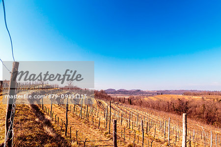 Collio Friulano, Udine Province, Friuli Venezia-Giulia, Italy. Sunny day in the vineyards.