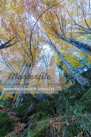 Tall trees in the forest of Bagni di Masino during autumn, Valmasino, Valtellina, Sondrio province, Lombardy, Italy