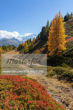 Val Vezzola during autumn, Valdidentro, Valtellina, Sondrio province, Lombardy, Italy