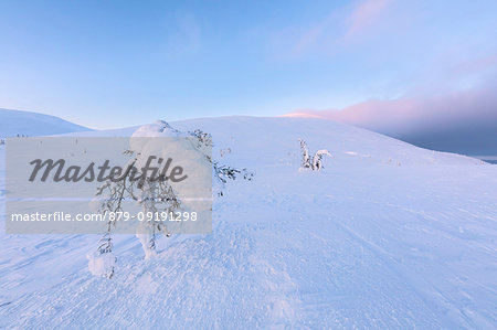 Isolated frozen tree in the snow, Pallas-Yllastunturi National Park, Muonio, Lapland, Finland