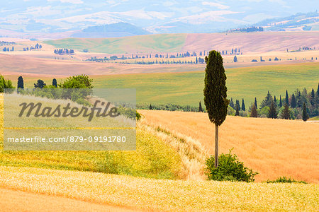 Tuscany hills in summer, Orcia Valley, Siena province. Tuscany, Italy