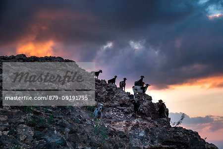 Goats on the mountain, Lanzarote, Canary island, Spain, Europe