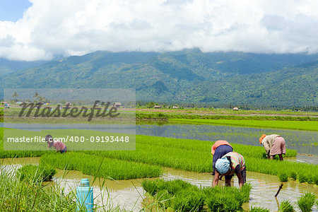 manual labour in the Philippine rice fields of mindoro