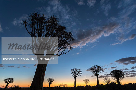 Quiver tree at sunset (kokerboom) (Aloidendron dichotomu) (formerly Aloe dichotoma), Quiver Tree Forest, Keetmanshoop, Namibia, Africa