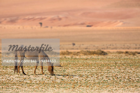 Wild horse, Aus, Namibia, Africa