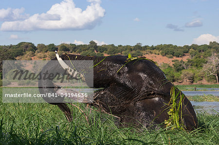 Elephant (Loxodonta africana) feeding in Chobe River, Chobe National Park, Botswana, Africa Elephant (Loxodonta africana) feeding in Chobe River, Chobe National Park, Botswana, Africa