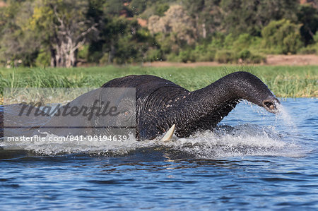 Elephant (Loxodonta africana) in Chobe River, Chobe National Park, Botswana, Africa