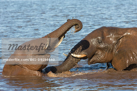 Elephant bulls (Loxodonta africana) playing in water, Zimanga Private Game Reserve, KwaZulu-Natal, South Africa, Africa