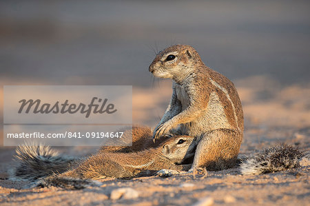 Ground squirrels (Xerus inauris) suckling, Kgalagadi Transfrontier Park, Northern Cape, South Africa, Africa