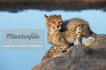 Cheetah (Acinonyx jubatus) cub, Kgalagadi Transfrontier Park, South Africa, Africa