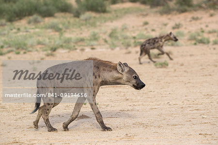 Spotted hyaena (Crocuta crocuta), Kgalagadi Transfrontier Park, Northern Cape, South Africa, Africa