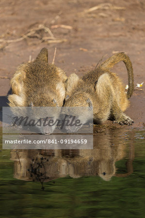 Chacma baboons (Papio ursinus griseipes) drinking, Chobe National Park, Botswana, Africa