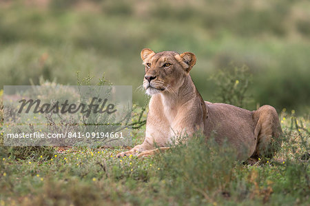 Lioness (Panthera leo) watching prey, Kgalagadi Transfrontier Park, South Africa, Africa