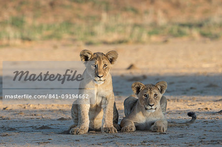 Lion (Panthera leo) cubs, Kgalagadi Transfrontier Park, South Africa, Africa