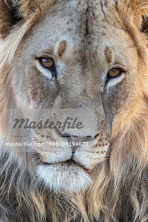 Lion (Panthera leo) male, Kgalagadi Transfrontier Park, South Africa, Africa