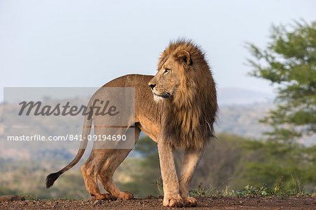 Lion (Panthera leo), Zimanga Private Game Reserve, KwaZulu-Natal, South Africa, Africa