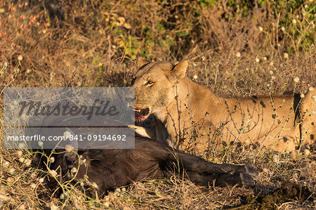 Lioness (Panthera leo) feeding on young Cape buffalo (Syncerus caffer), Chobe National Park, Botswana, Africa
