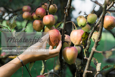 Woman picking apples from tree