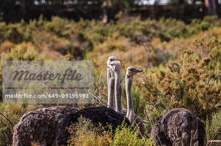 Pride of Ostrich (Struthio camelus), Touws River, Western Cape, South Africa