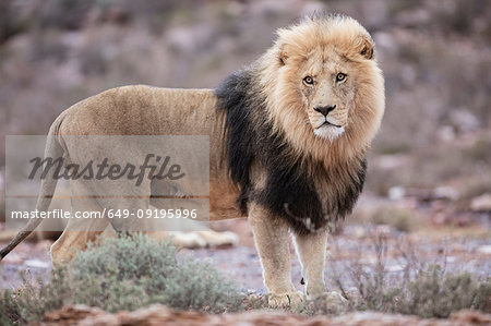 Lion (Panthera leo), Touws River, Western Cape, South Africa