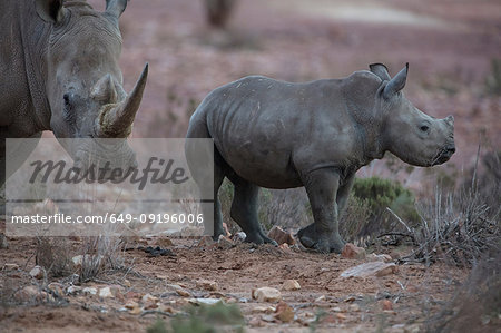 White rhinoceros and calf (Ceratotherium simum), Touws River, Western Cape, South Africa