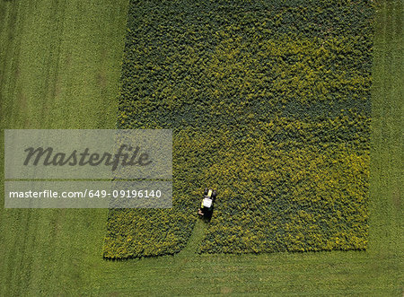 Overhead view of crops being harvested