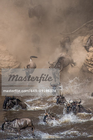 Wildebeest on yearly migration launching across Mara River, Southern Kenya