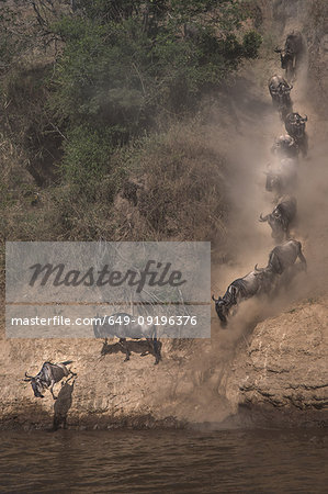 Wildebeest on yearly migration launching across Mara River, Southern Kenya