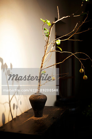 Close up of Ikebana arrangement in brown vase, branch with leaves and fruits.
