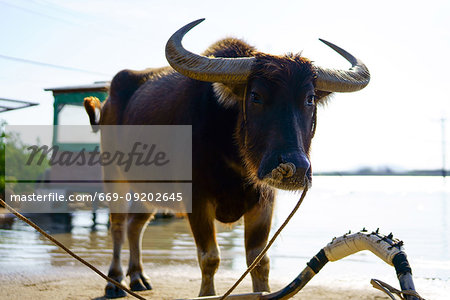 Water buffalo, Iriomote Island, Okinawa Prefecture, Japan