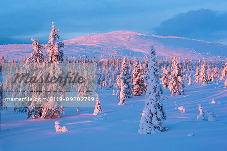 Snow covered winter landscape at sunset, Lapland, Pallas-Yllastunturi National Park, Lapland, Finland, Europe
