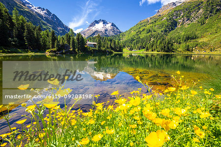 Summer flowers at Lake Cavloc, Forno Valley, Maloja Pass, Engadine, Graubunden, Switzerland, Europe
