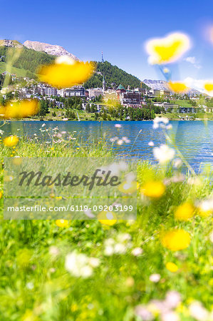Summer flowers in Sankt Moritz (St. Moritz), Engadine, Graubunden, Switzerland, Europe